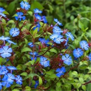 Ceratostigma griffithii fidesi griffith's plumbago 7 yada 9 cm saksıda