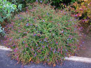 Ceratostigma griffithii fidesi griffith's plumbago 7 yada 9 cm saksıda