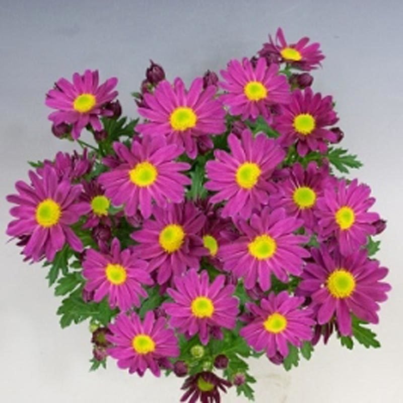 Mor krizantem fidesi kasımpatı pemba purple chrysanthemum