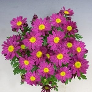 Mor krizantem fidesi kasımpatı pemba purple chrysanthemum