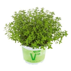 Cüce kekik fidesi fredo thymus citriodorus