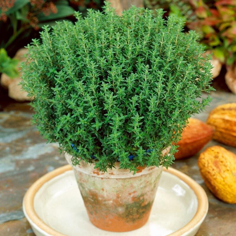 Cüce kekik fidesi fredo thymus citriodorus