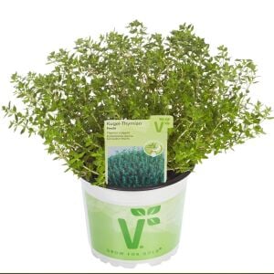 Cüce kekik fidesi fredo thymus citriodorus