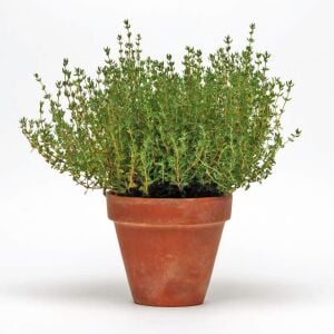 Cüce kekik fidesi fredo thymus citriodorus
