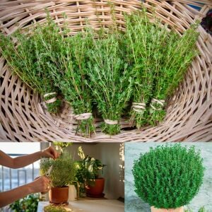 Cüce kekik fidesi fredo thymus citriodorus