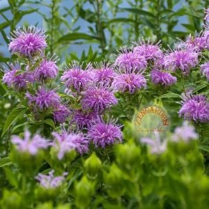 Yabani bergamot tohumu monarda fistulosa