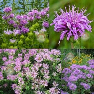 Yabani bergamot tohumu monarda fistulosa