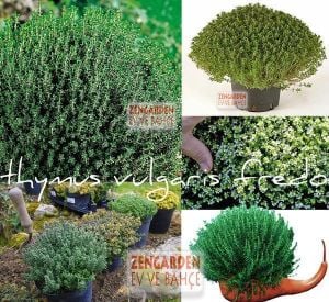 Cüce kekik fidesi fredo thymus citriodorus