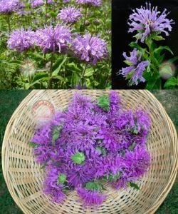 Yabani bergamot tohumu monarda fistulosa