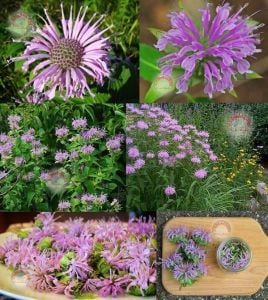 Yabani bergamot tohumu monarda fistulosa