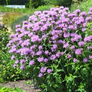 Yabani bergamot tohumu monarda fistulosa
