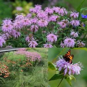 Yabani bergamot tohumu monarda fistulosa