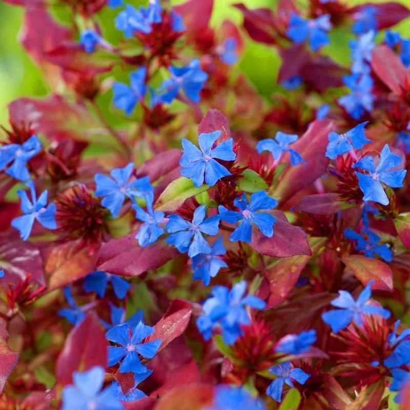 Ceratostigma plumbaginoides fidesi autumn blue 3 adet 9 cm saksıda