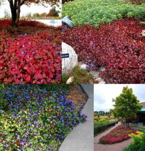 Ceratostigma plumbaginoides fidesi autumn blue 3 adet 9 cm saksıda