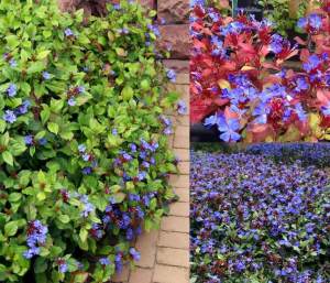 Ceratostigma plumbaginoides fidesi autumn blue 3 adet 9 cm saksıda