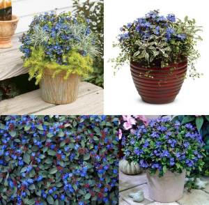 Ceratostigma plumbaginoides fidesi autumn blue 3 adet 9 cm saksıda