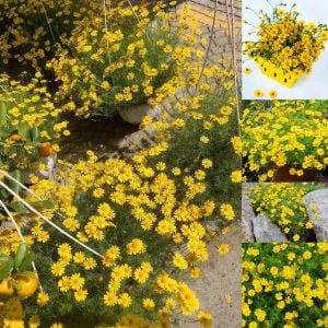 Sarkan dahlberg papatya tohumu thymophylla tenuiloba