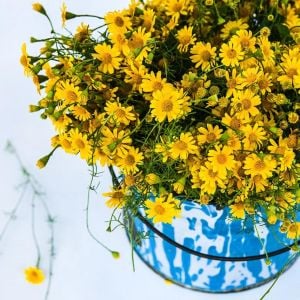Sarkan dahlberg papatya tohumu thymophylla tenuiloba