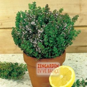 Limon kokulu kekik fidesi limon kokulu yerörtücü thymus limone