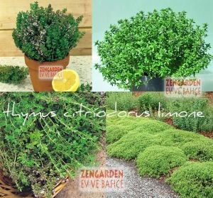 Limon kokulu kekik fidesi limon kokulu yerörtücü thymus limone