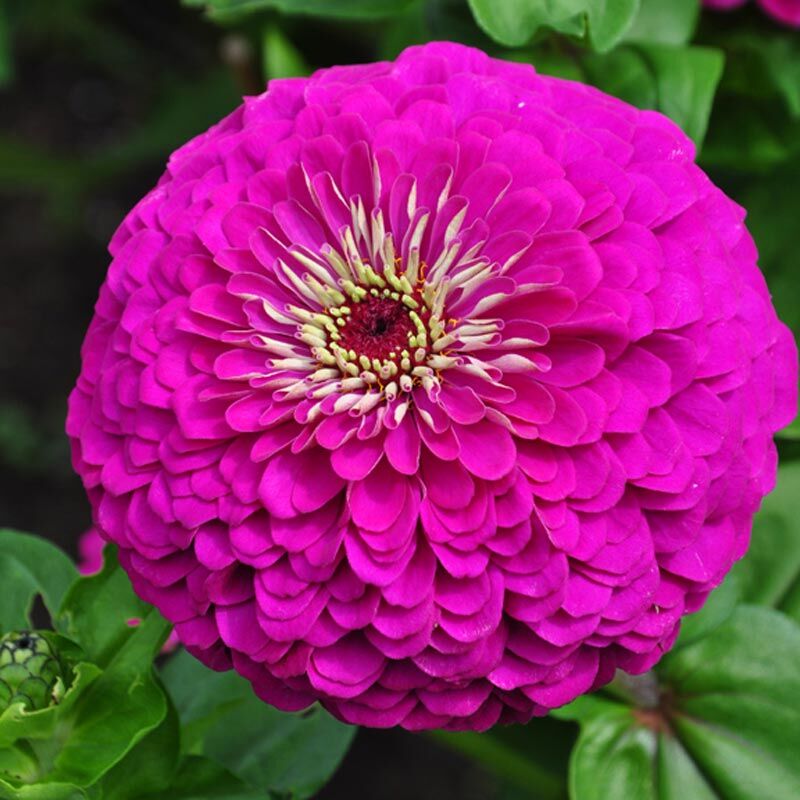 Mor kirli hanım çiçeği tohumu zinnia purple prince