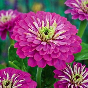 Mor kirli hanım çiçeği tohumu zinnia purple prince