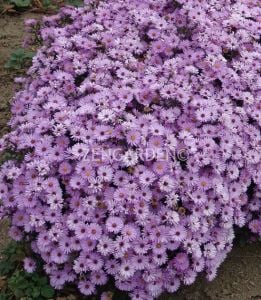 Lila aster soğanı kök saraypatı çiçeği alice haslam