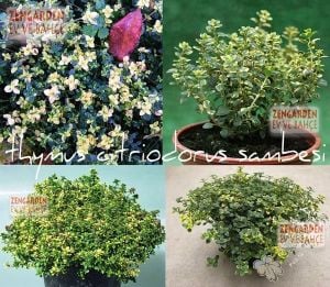 Sambesi kekik fidesi kokulu yerörtücü ve sarkan thymus citriodorus