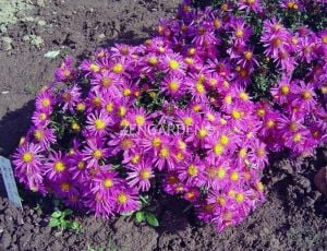 Lila aster soğanı kök saraypatı çiçeği alice haslam