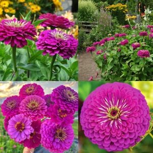 Mor kirli hanım çiçeği tohumu zinnia purple prince
