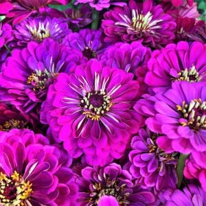 Mor kirli hanım çiçeği tohumu zinnia purple prince