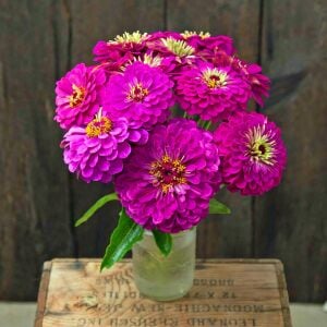 Mor kirli hanım çiçeği tohumu zinnia purple prince