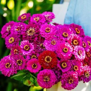 Mor kirli hanım çiçeği tohumu zinnia purple prince
