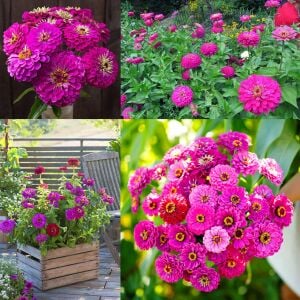 Mor kirli hanım çiçeği tohumu zinnia purple prince