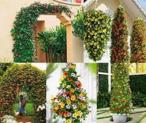 Karagözlü suzan sarmaşığı fidesi thunbergia alata amber stripes