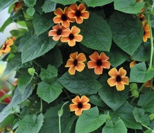 Karagözlü suzan sarmaşığı fidesi thunbergia alata amber stripes