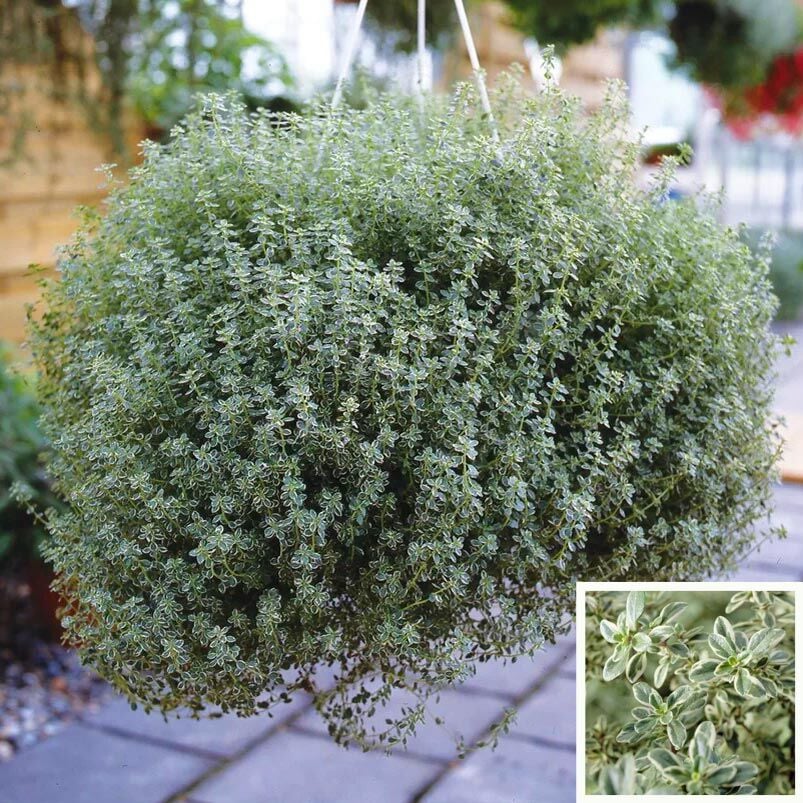 Lemon silver kekik fidesi limon kokulu yerörtücü