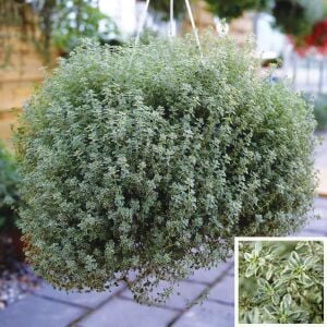 Lemon silver kekik fidesi limon kokulu yerörtücü
