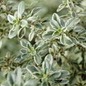 Lemon silver kekik fidesi limon kokulu yerörtücü