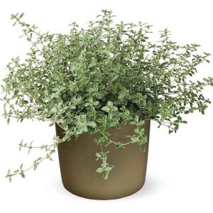 Lemon silver kekik fidesi limon kokulu yerörtücü