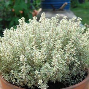 Lemon silver kekik fidesi limon kokulu yerörtücü