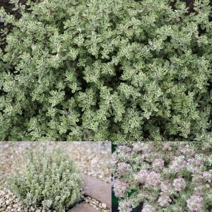 Lemon silver kekik fidesi limon kokulu yerörtücü