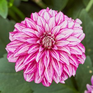 Yıldız çiçeği fidesi dalya dahlia XL lubega cherry stripes