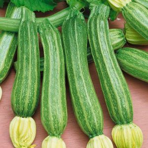 Costata romanesco kabak tohumu geleneksel italyan kabağı