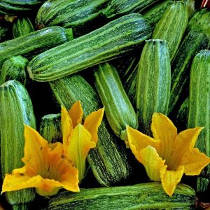 Costata romanesco kabak tohumu geleneksel italyan kabağı