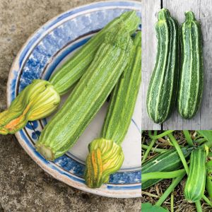 Costata romanesco kabak tohumu geleneksel italyan kabağı