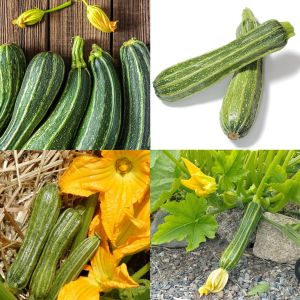 Costata romanesco kabak tohumu geleneksel italyan kabağı