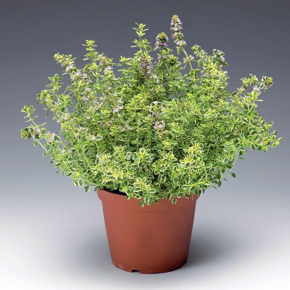 Kekik fidesi limon kokulu yerörtücü lemon gold