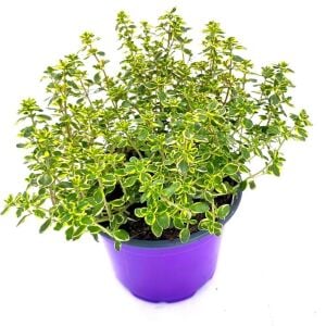 Kekik fidesi limon kokulu yerörtücü lemon gold