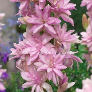 1 Adet kokulu pembe sümbülteber çiçeği saksıda polianthes tuberosa